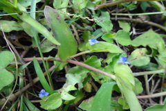 Cyanotis cristata